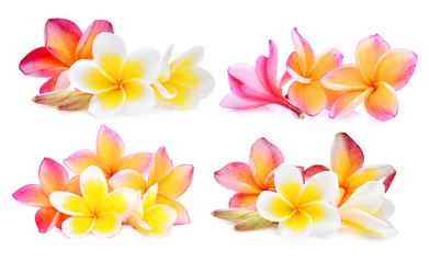 Foto op Canvas set van witte en roze frangipani (plumeria) bloem geïsoleerd op een witte achtergrond © boonchuay1970