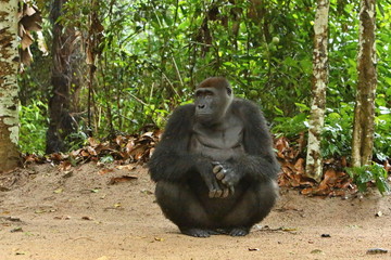 Endangered eastern gorilla in the beauty of african jungle, silverback and family, Gorilla beringei, Democratic Republic of Congo, rare african wildlife
