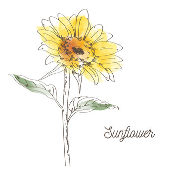 Yellow sunflower illustration design on white background