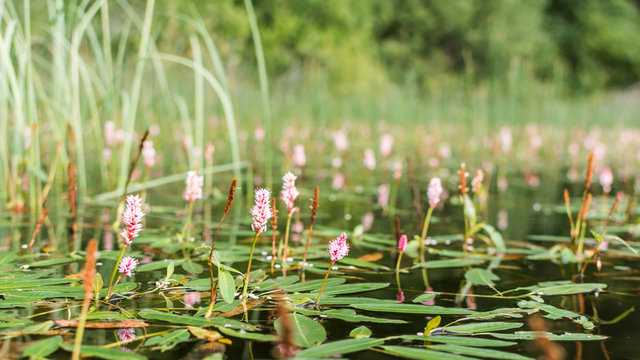Longroot smartweed (persicaria amphibia) flowers on water surface.