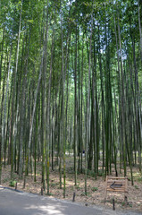 Kyoto - Foresta di Bambù