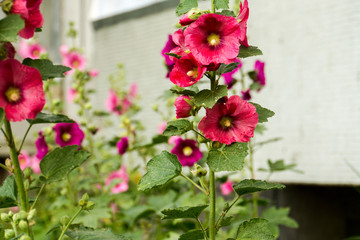 Red Mallow Flowers
