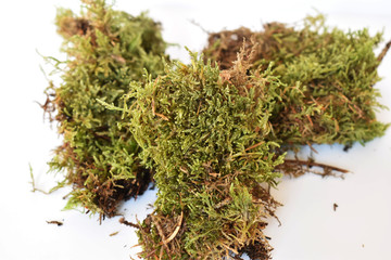 Floristry supplies; close up of three pieces of fresh green moss displayed against a bright white background