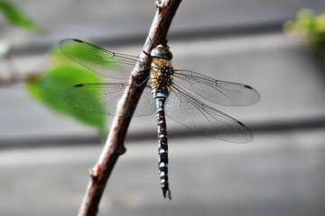 Macro close up of blue hawker dragonfly with detailed wing pattern and blurred soft focus background