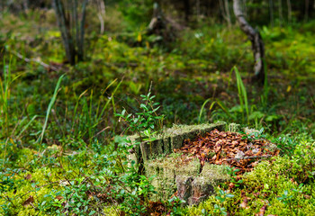Fototapeta premium Mushrooms in the autumn forest