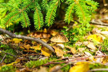 Mushrooms in the autumn forest