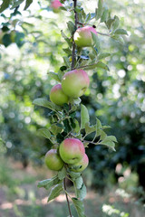 Apple Orchard in the morning