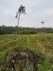 Polana leśna © michalsen