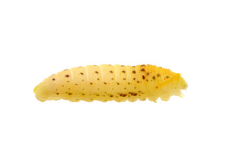  Сaterpillar on a white