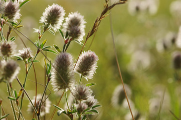 Summer flowering grass