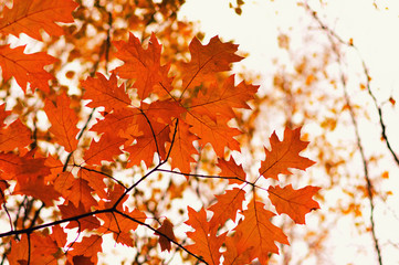  Autumn leaves on  nature