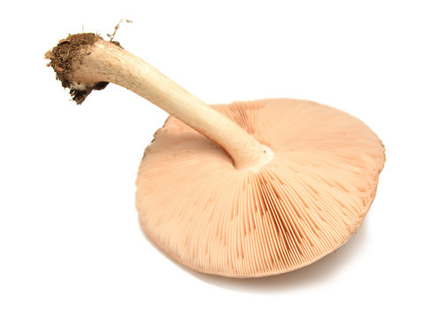 pluteus cervinus mushroom
