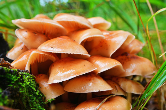 flammulina velutipes mushroom