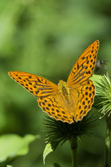 Argynnis paphia  - Butterfly silver pearl butterfly.