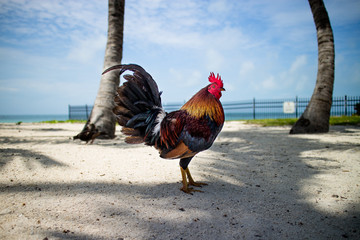 Key West Rooster - obrazy, fototapety, plakaty