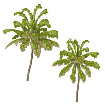 Palm Trees Isolated