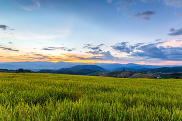 Fototapeta na wymiar Green Terraced Rice Field in Pa Pong Pieng, Mae Chaem, Chiang Mai Province, Thailand
