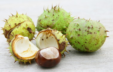 marron d'inde dans sa bogue,