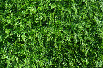 green grass background