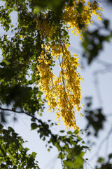 Yellow Birch Leaves in Tree