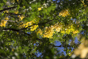 Yellow Birch Leaves in Tree