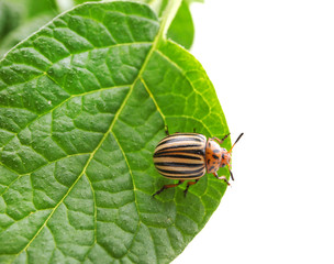 Colorado beetle and plant on white background