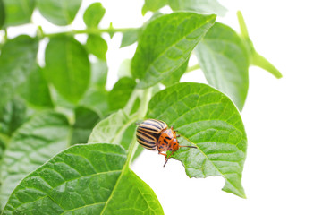 Colorado beetle and plant on white background