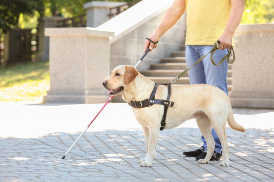 How to Make Your Dog a Service Dog: A Comprehensive Guide Discover how to make your dog a professional service dog with our comprehensive guide - perfect for pet owners who need a little extra support.