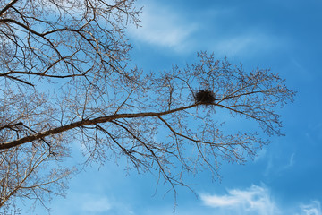 bird's nest on the bare tree