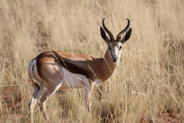 namibie