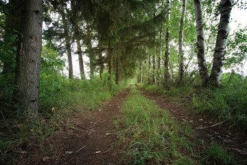 Fototapeta premium road ground forest tree