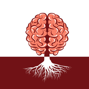 brain root