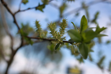spring macro leaf and flower of new life