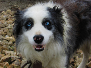 Perro de mirada espectacular