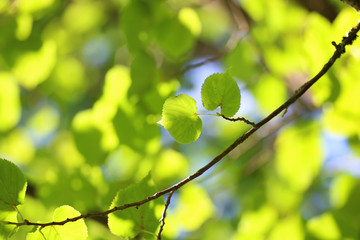 leaf tree background backlight sunlight