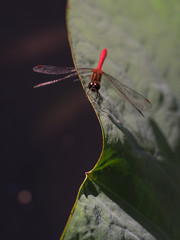 赤とんぼ © makieni