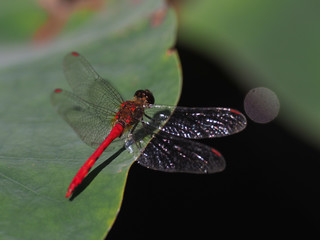 赤とんぼ © makieni