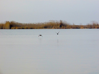 Albufera de Valencia Humedal