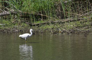 Garzetta bianca in piedi nell'acqua della palude