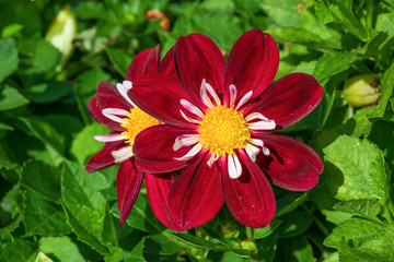 Dark red Dahlia flower annual, top view, closeup,macro