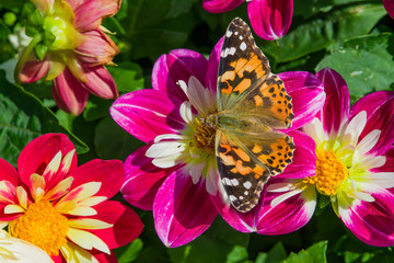Butterfly Aglais urticae family Nymphalidae on a dark pink Dahlia flower, macro, closeup