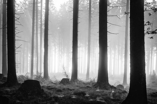 Fototapeta Foggy spruce forest in the morning, monochrome, black and white, Germany, Rothaargebirge. Spider webs in the grass. High contrast and backlit scene.  