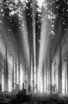 Fototapeta Foggy spruce forest in the morning, monochrome, black and white.  Misty morning with strong sun beams in a spruce forest in Germany near Bad Berleburg, Rothaargebirge. High contrast and backlit scene.