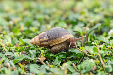 Snail in gren garden