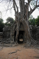 Ta Prohm Tempel von Bäumen umwuchert