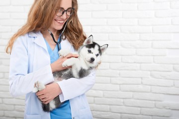 Attractive young woman professional veterinarian smiling cheerfully holding adorable little husky puppy copyspace. © serhiibobyk