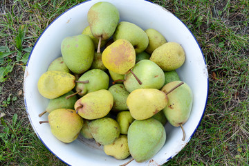 full bowl of ripe pears in the garden