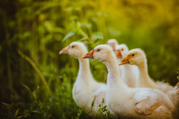 Five young goose together sit in the grass