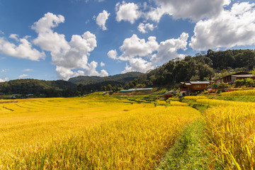 Green Terraced Rice Field in Mae Klang Luang, Mae Chaem, Chiang Mai Province, Thailand