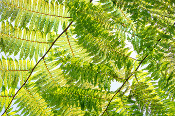 Fern leafs and sky